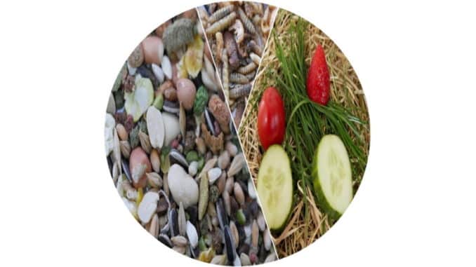 futteruebersicht-goldhamster