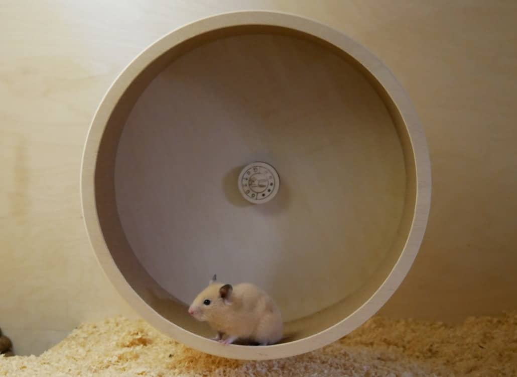 goldhamster-im-laufrad