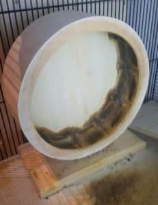 Hamster pinkelt in Laufrad