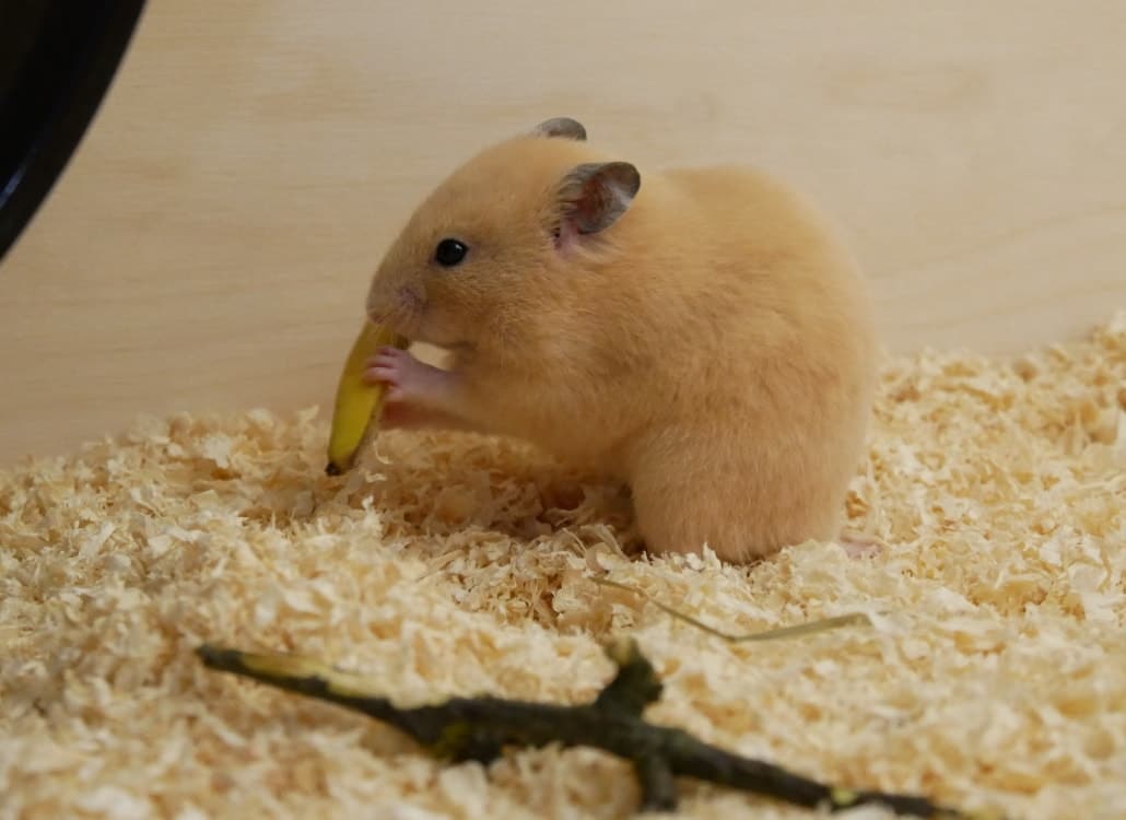 goldhamster-mit-bananenschale