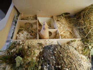 Goldhamster im Meerkammerhaus