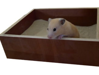 hamster-im-sandbad