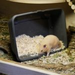 Die Eingewöhnung des Goldhamsters