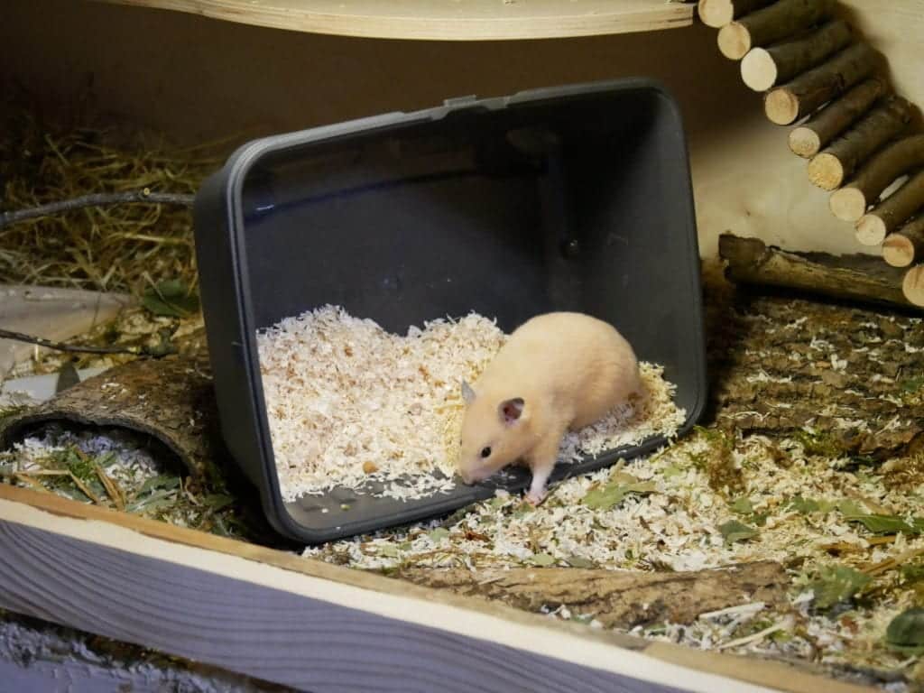 ankuft-goldhamster-neuer-käfig-nach-transport