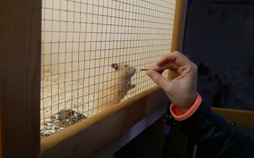 fuetterung-goldhamster-durch-gitterstaebe-schritt-1