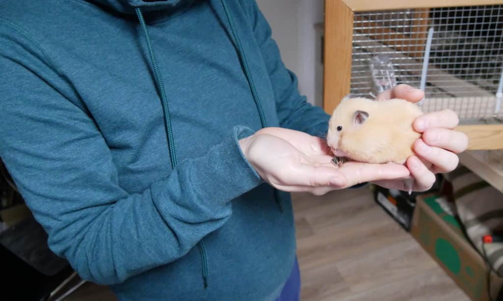 goldhamster-auf-hand-transportieren-schritt-4