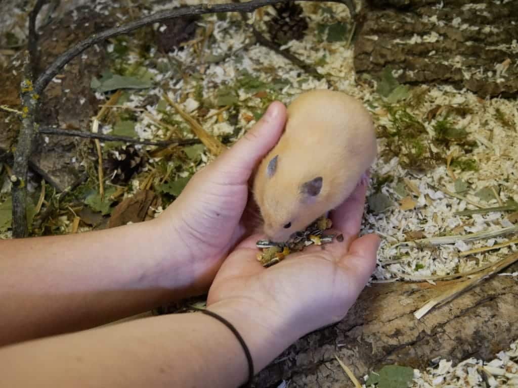 goldhamster-streicheln-schritt-3