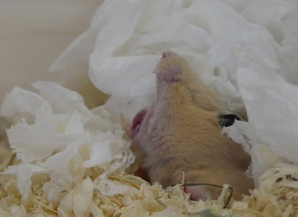 goldhamster-beisst-hilfe-zaehne-maul-mund