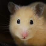 Der Goldhamster
