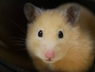Goldhamster mit großen Augen