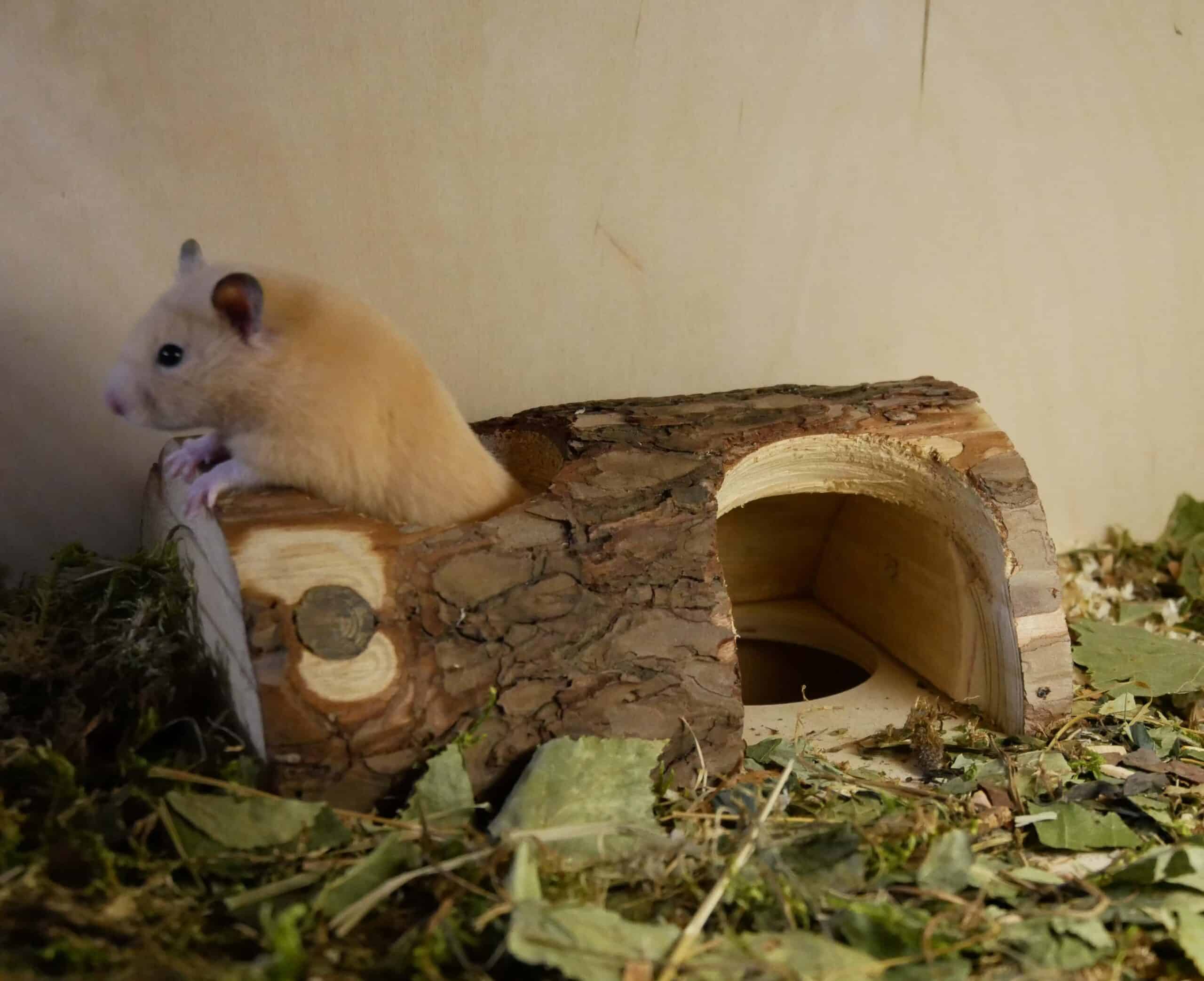 goldhamster-beim-spielen