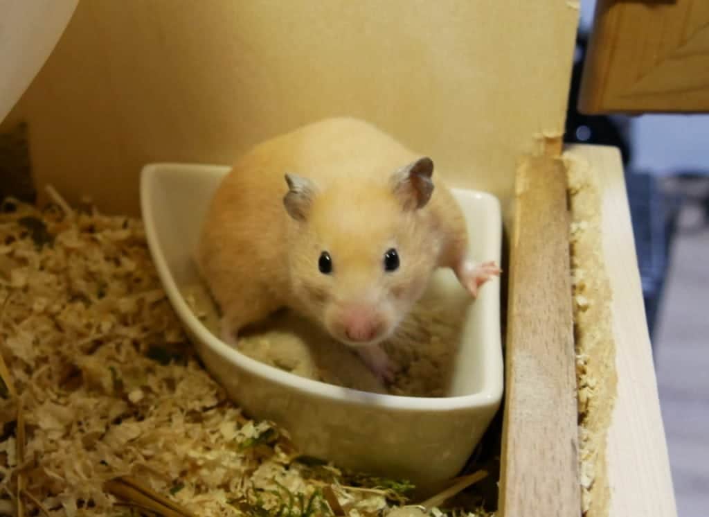 Hamster auf Toilette