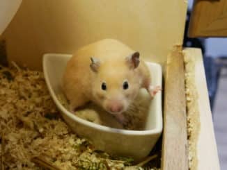 Hamster auf Toilette