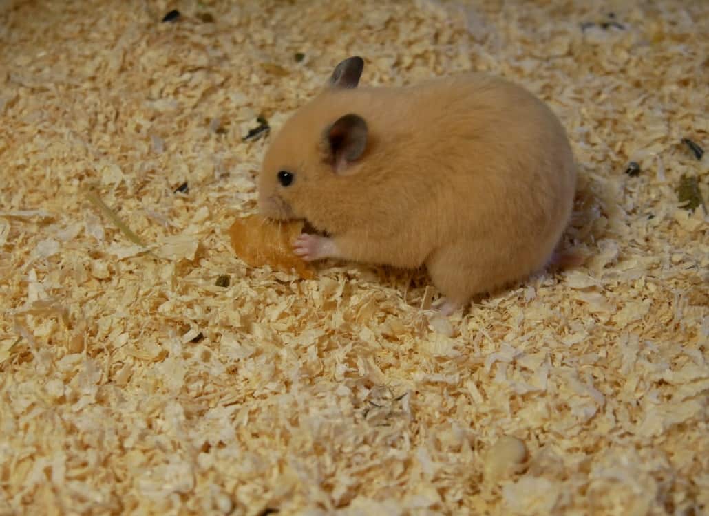 goldhamster-frisst-brot