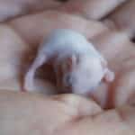 Goldhamsterbabys