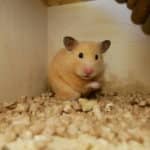 Abschied vom Goldhamster