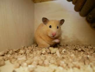 abschied-alter-goldhamster