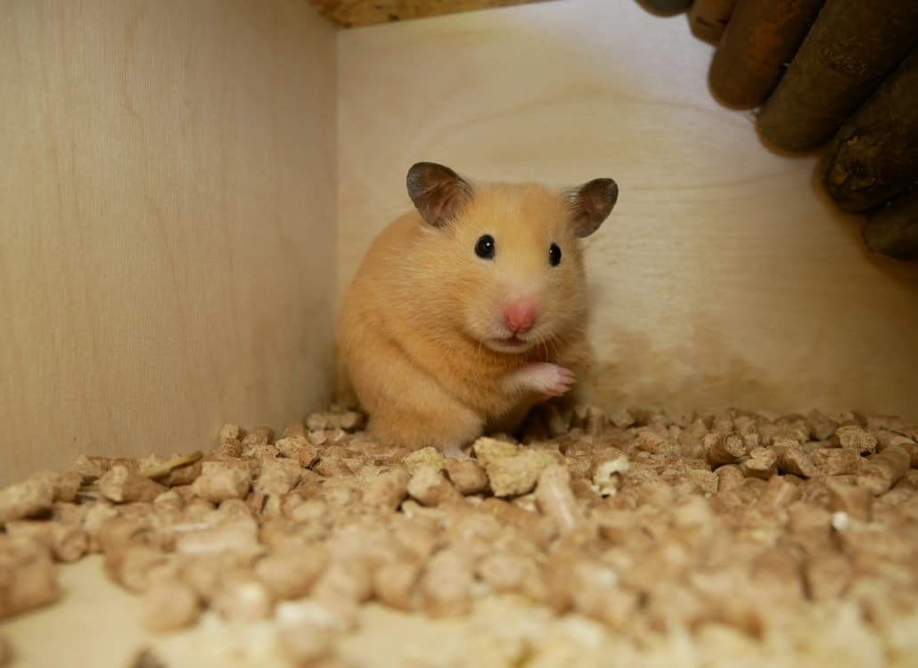 abschied-alter-goldhamster