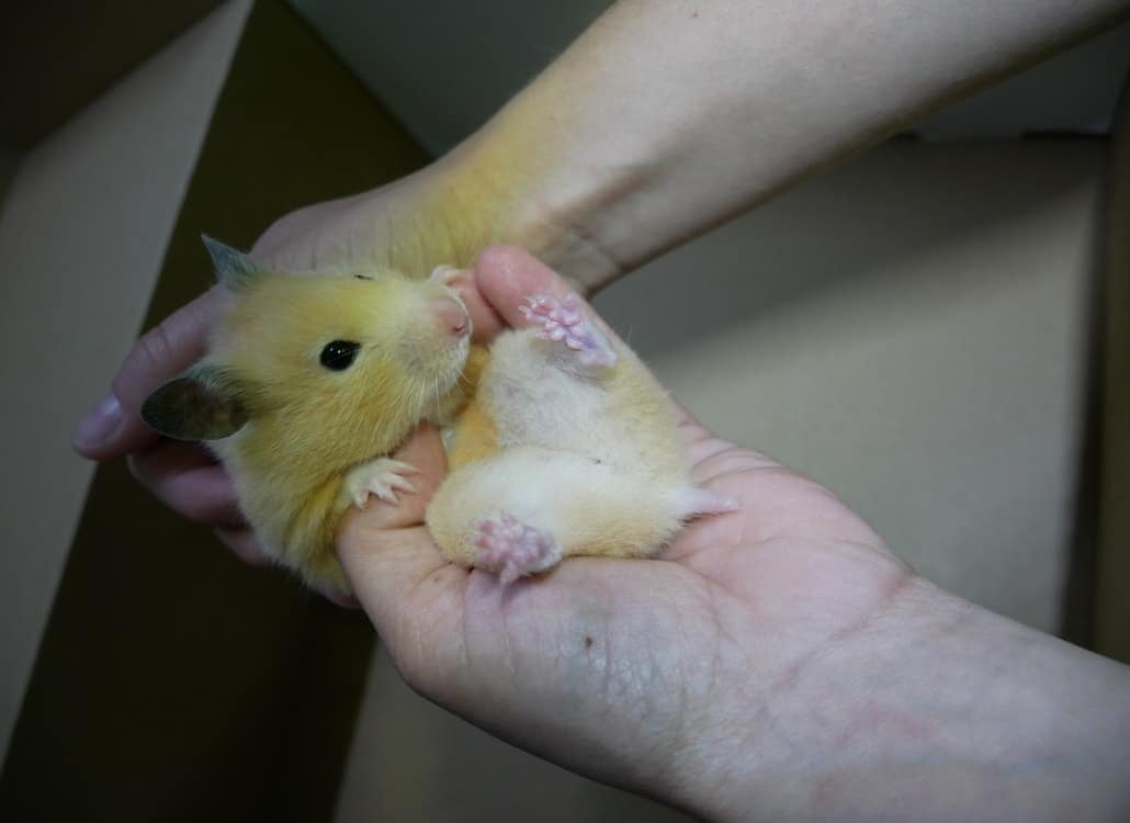 geschlechtsbestimmung-goldhamster