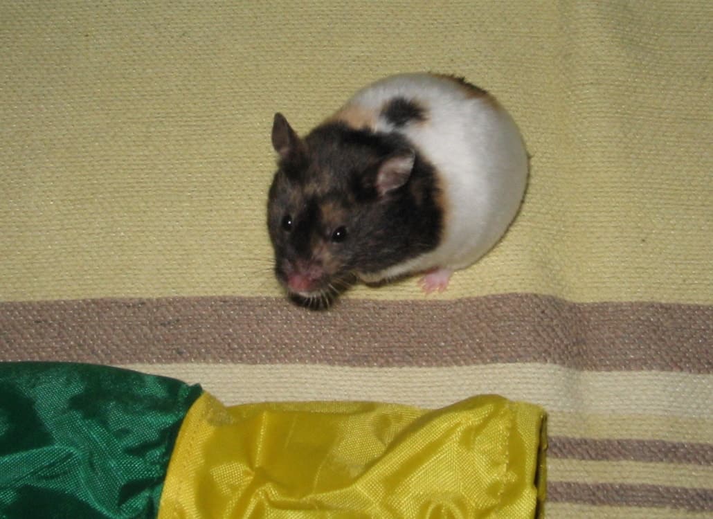 Dreifarbiger Goldhamster