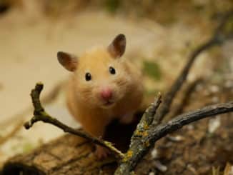 goldhamster-paarung-bereit