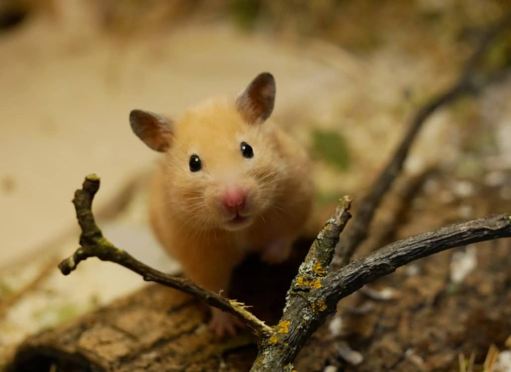 goldhamster-paarung-bereit