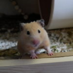 Laute des Goldhamsters