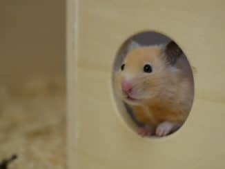 sinne-goldhamster