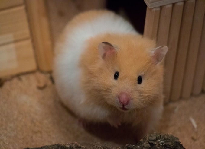 Färbung Goldhamster