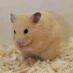 Färbungen Goldhamster