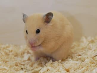 Farbe Goldhamster