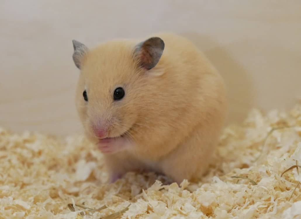 Farbe Goldhamster