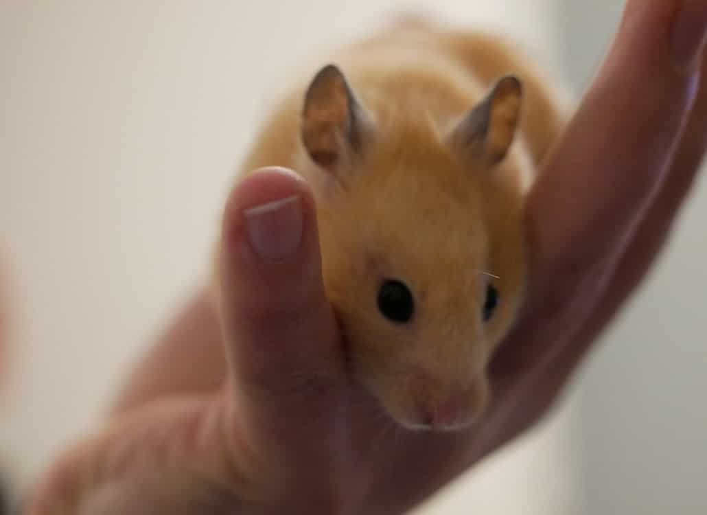 Goldhamster auf der Hand