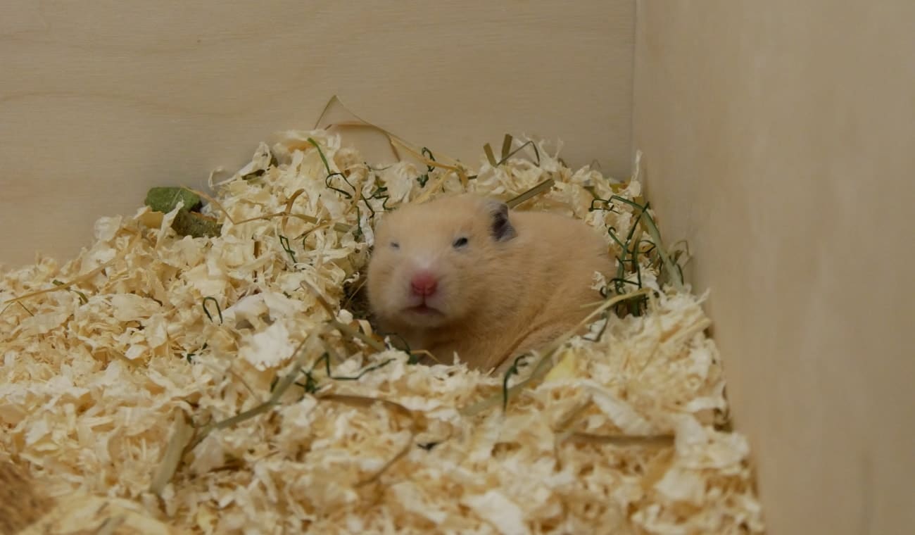 Goldhamster nach dem Aufwachen