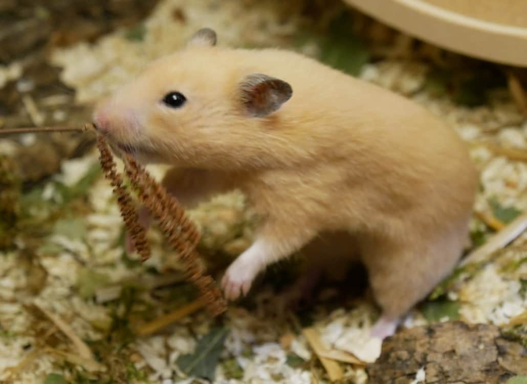 Goldhamster mit Pflanze